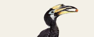 История книжной иллюстрации